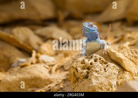 Il Sinai AGAMA SA - Sinai Agame - Pseudotrapelus sinaitus, Oman Foto Stock