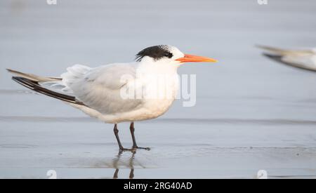 Elegante Tern (Thalasseus elegans) - adulti in volo Foto Stock