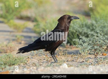 Raven dal collo bruno (Corvus ruficollis) a Qatbit in Oman. In piedi per terra. Foto Stock
