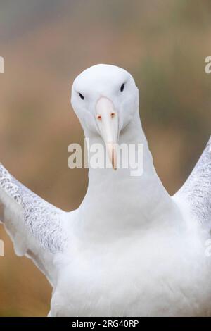 Ritratto di un adulto reale Albatross del sud (Diomedea epomophora) su terreno di riproduzione nelle parti superiori delle isole Campbell, Nuova Zelanda. Foto Stock