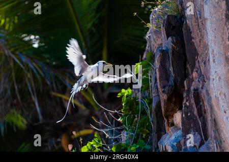 Un tropicbird dalla coda bianca, o dalla fattura gialla, Phaethon lepturus, in volo che si avvicina al suo nido su una scogliera. Isola di Fregate, Repubblica delle Seychelles. Foto Stock