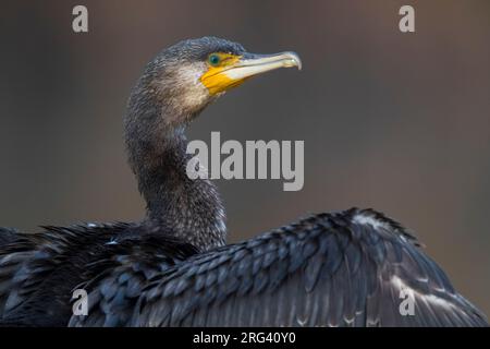 Great Cormorant (Phalacrocorax carbo ssp. sinensis) con le ali fuori Foto Stock
