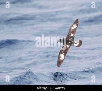 Capo Petrel (Daption capense australe) al mare nell'Oceano Pacifico della Nuova Zelanda subantartica. Chiamato anche il Capo o Pintado Petrel. Foto Stock