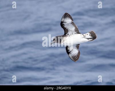 Capo Petrel (Daption capense australe) al mare nell'Oceano Pacifico della Nuova Zelanda subantartica. Chiamato anche il Capo o Pintado Petrel. Foto Stock