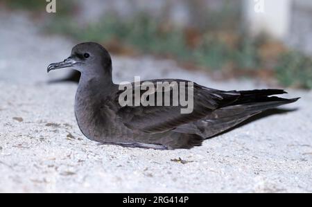 Shearwater dalla coda di cuneo, Ardenna pacifica, a Lady Elliot Island - Australia. Riposa per terra in una colonia. Foto Stock