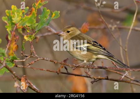 Vrouwtje Vink op een tak; femmina fringuello comune appollaiato su un ramo Foto Stock