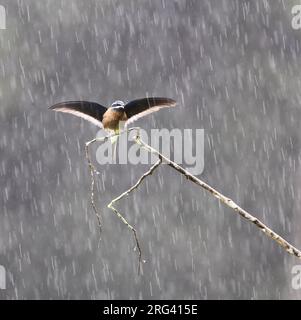 Whiskered Treeswift (Hemiprocne comata) arroccato in una pioggia battente a Danum, Sabah, Borneo, Malesia. Tenendo entrambe le ali in alto. Foto Stock