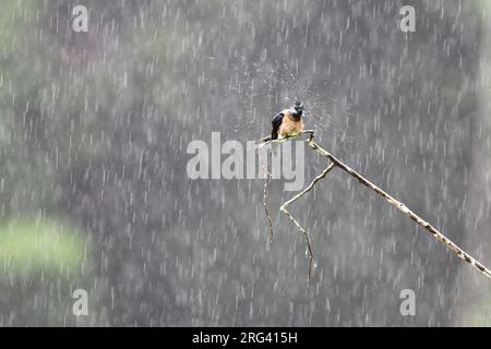Whiskered Treeswift (Hemiprocne comata) arroccato nella pioggia porosa nella valle del Danum, Sabah, Borneo, Malesia. Scuotimento delle gocce dalla testa. Foto Stock