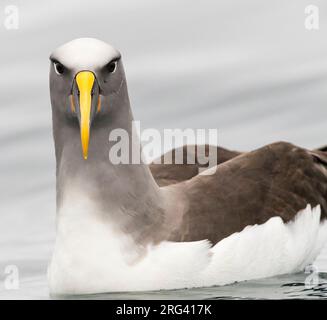 Adulto Albatross Northern Buller (Thalassarche bulleri platei) nuoto sulla superficie liscia dell'oceano nella Nuova Zelanda subantartica. Foto Stock