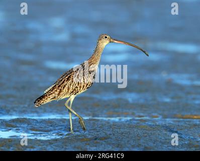 Wintering Estremo Oriente Curlew (Numenius madagascariensis) a Burnet Heads a Bundaberg, Australia. In piedi su una pianura di fango costiero. Foto Stock