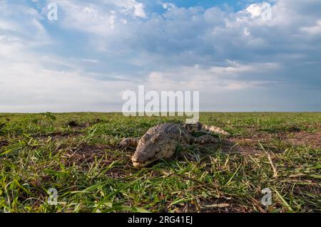 Un coccodrillo del Nilo, Crocodilus niloticus, che si affaccia su una riva del fiume Chobe. Fiume Chobe, Parco Nazionale di Chobe, Botswana. Foto Stock