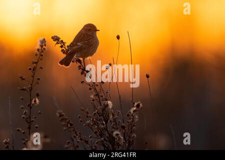 European Stonechat (Saxicola rubicola) in Italia. Foto Stock