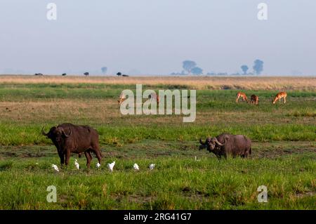 Bufalo africano, caffelatura Syncerus, aironi, bubulcus ibis e impala, Aepyceros melampus, in un paesaggio panoramico. Parco Nazionale di Chobe, Botswana Foto Stock