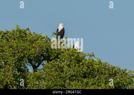 Un paio di aquile africane, cantante Haliaeetus, che si aggirano sulla cima di un albero. Parco Nazionale di Chobe, Botswana. Foto Stock