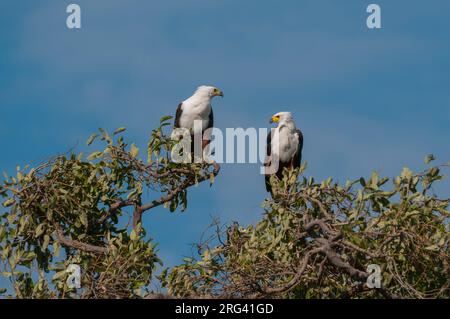 Un paio di aquile africane, cantante Haliaeetus, che si aggirano in un albero. Parco Nazionale di Chobe, Botswana. Foto Stock