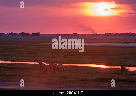 Una mandria di giraffe meridionali, Giraffa camelopardalis, camminando lungo il fiume Chobe al tramonto. Fiume Chobe, Parco Nazionale di Chobe, Botswana. Foto Stock