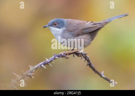 Warbler sardo (Sylvia melanocephala), un'inverno immaturo in Italia Foto Stock