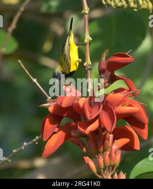 Uccello solare con dorso d'oliva (Cinnyris jugularis ornatus), maschio adulto appeso sopra il fiore di crocosmia a Bali, Indonesia Foto Stock