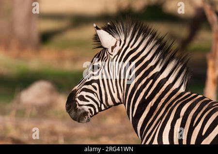 Primo piano ritratto di una pianura o zebra di Burchell, Equus burchellii. Zona di concessione di Khwai, Okavango, Botswana. Foto Stock