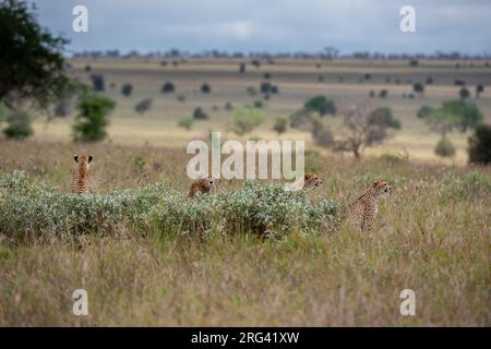 Una mamma ghepardo, Acynonix jubatus, e i suoi tre giovani in cerca di preda. Voi, Tsavo, Kenya Foto Stock