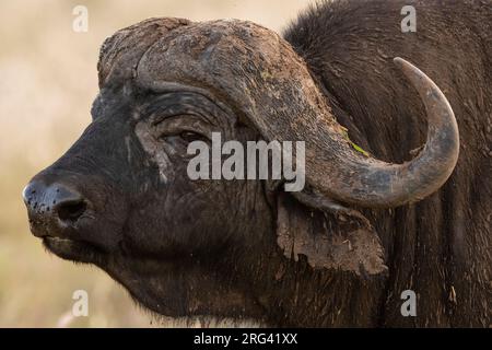 Primo piano ritratto di un bufalo del Capo, il caffè Syncerus. Voi, Tsavo, Kenya Foto Stock