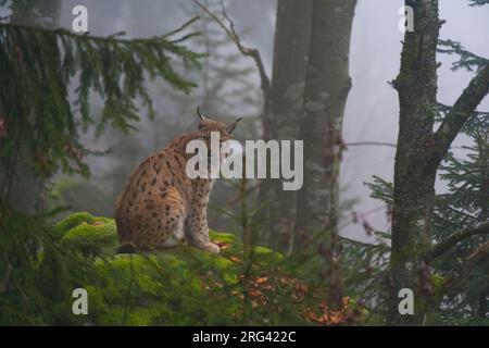 Una lynx europea, Lynx lynx, seduta su un macigno in una foresta di nebbia. Parco Nazionale Bayerischer Wald, Baviera, Germania. Foto Stock