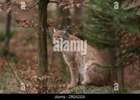 Ritratto di lynx europea, lynx Lynx, seduto su un masso in una foresta panoramica. Parco Nazionale Bayerischer Wald, Baviera, Germania. Foto Stock