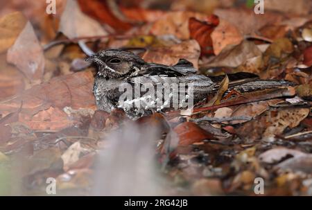 Nightjar dalla coda grande, Caprimulgus macrurus, a Big Crystal Creek - Queensland - Australia. riposa a terra. Foto Stock