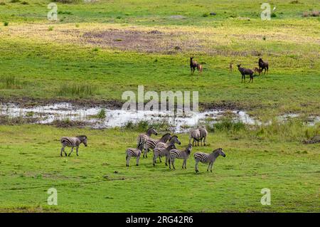 Una vista aerea di un gregge di zebre pianure, Equus burchellii, e alcuni tsessebes, Damaliscus lunatus. Delta Okavango, Botswana. Foto Stock