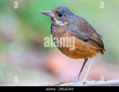 Moustached Antpitta (Grallaria alleni) al Paz de las Aves Bird Refuge, Mindo, Ecuador. Minacciato dalla perdita dell'habitat. Foto Stock