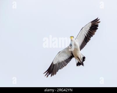 Flying Masked Lapwing (Vanellus Miles novaehollandiae) nel Parco regionale di Tawharanui; penisola di Tawharanui, nuova Zelanda. Foto Stock