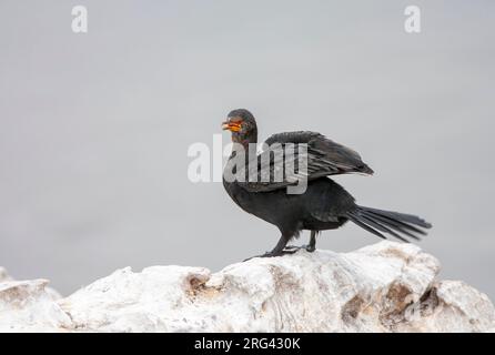 Cormorano coronato (Microcarbo coronatus), un endemico delle acque della fredda corrente di Benguela dell'Africa meridionale. Foto Stock