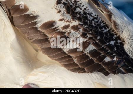 Primo piano delle piume dell'ala di un adulto Albatross di Gibson (Diomedea gibbsoni) Foto Stock