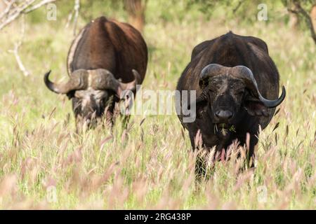 Due bufali africani, il caffè Syncerus, al pascolo, uno con corno rotto. Voi, Tsavo, Kenya Foto Stock