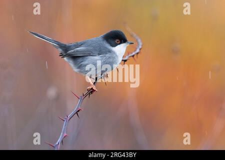 Guerriero sardo maschile (Sylvia melanocephala) in Italia. Foto Stock