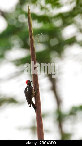 Picchio lineato (Dryocopus lineatus lineatus) in Ecuador. Foto Stock