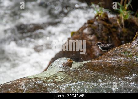 White-capped Dipper, (Cincluss leucocephalus) nel fiume che scorre veloce sul versante ovest delle Ande in Ecuador. Foto Stock