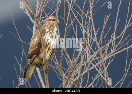 Buzzard comune (Buteo buteo), giovane arroccato in un albero, Campania, Italia Foto Stock