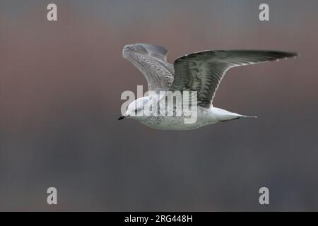 Onvolwassen Stormmeeuw in vlucht; immaturo di gabbiano comune in volo Foto Stock