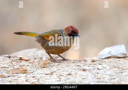 Trito di risata coronato di castagno (Trocalopteron eritrocephalum) a Pangot ai piedi dell'Himalaya in India. Foto Stock