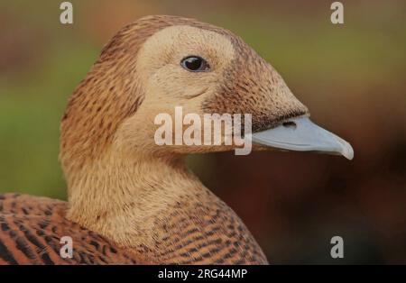 Spectacled Eider (Somateria fischeri), femmina adulta in cattività Foto Stock