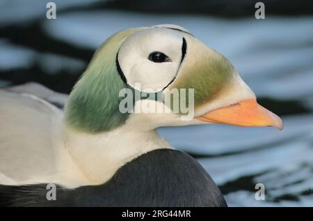 Spectacled Eider (Somateria fischeri), maschio adulto che nuota in cattività, che mostra un ritratto della testa. Foto Stock