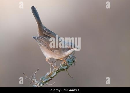 Warbler sardo (Sylvia melanocephala), un'inverno immaturo in Italia Foto Stock