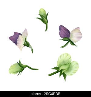 Set di acquerelli di fiori bianchi e viola pallidi di piselli verdi e dolci, legumi isolati su uno sfondo bianco. Illustrazione. Per la progettazione della stampa Foto Stock