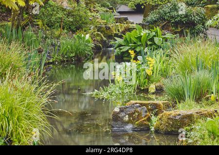 Un piccolo ruscello che scorre attraverso un giardino tipicamente inglese in primavera; Devon, Gran Bretagna. Foto Stock