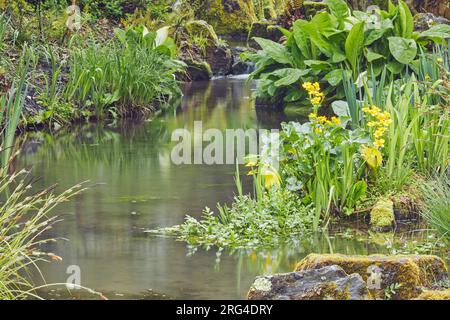 Un piccolo ruscello che scorre attraverso un giardino tipicamente inglese in primavera; Devon, Gran Bretagna. Foto Stock