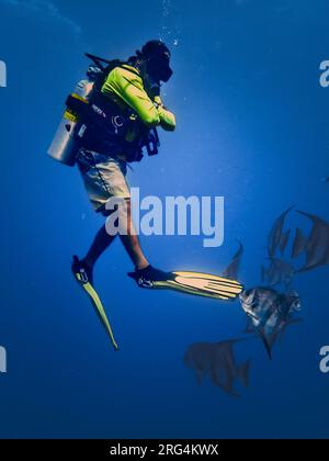 Il pesce spada Atlantico (Chaetodipterus faber) gioca con il divino locale nei Caraibi, Roatan, Bay Islands, Honduras Foto Stock
