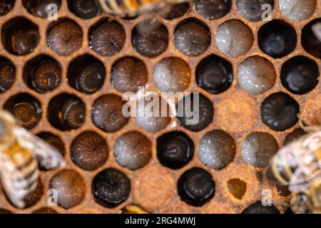 Sfondo di favi di api con larve in un alveare di covata. Foto Stock