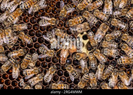 Ape regina circondata dai suoi operai. Concetto di apiario Foto Stock