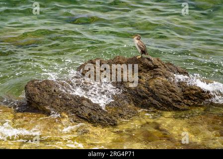 Uno shag (Gulosus aristotelis) su una roccia vicino a Port de la Selva, a Cap de Creus (Alt Empordà, Girona, Catalogna, Spagna) ESP: Un Cormorán moñudo Foto Stock